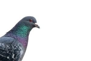 Negative space and the rule of thirds applied to the photo with the pigeon.